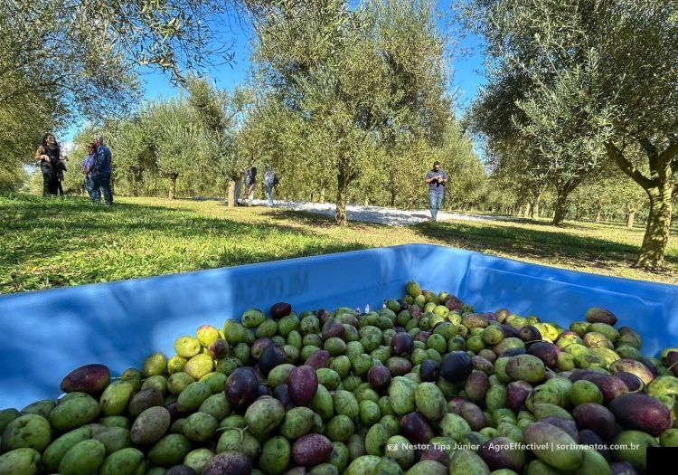Olivoturismo -Olivais em destinos turísticos no Brasil - divulgacaoturistica.com